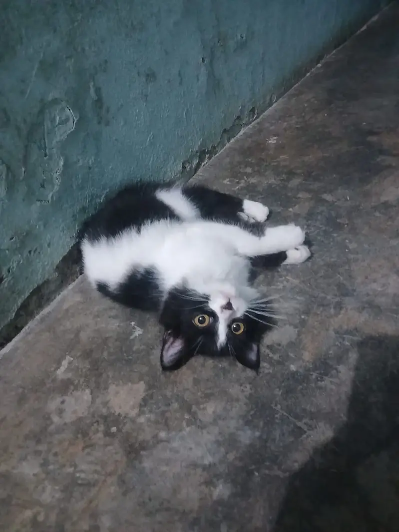 Parsion cat for sale — photo 3