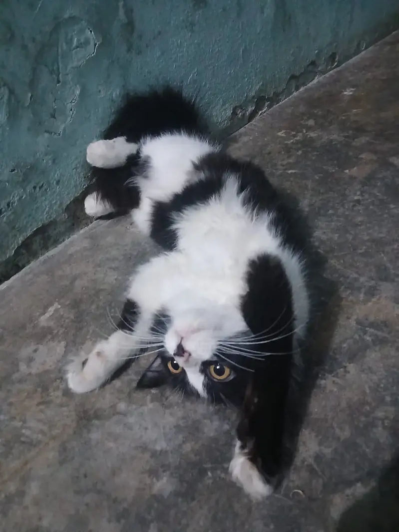 Parsion cat for sale — photo 4