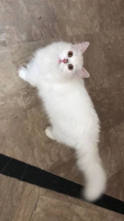 Cats available female