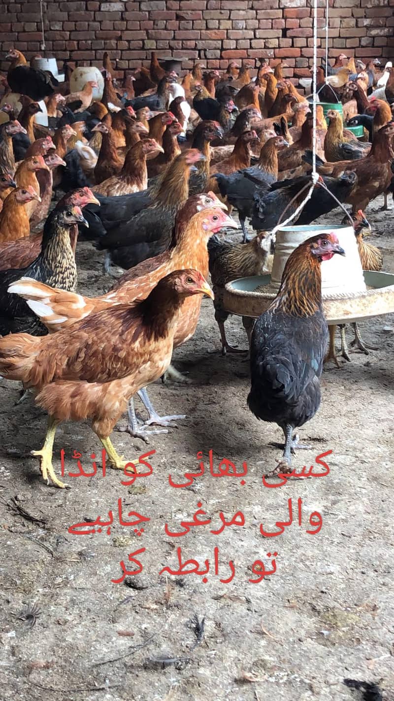 جس بھائی کو انڈا والی مرغی مرغا چوزا چاہیے تو رابطہ کریں 03484948552 1