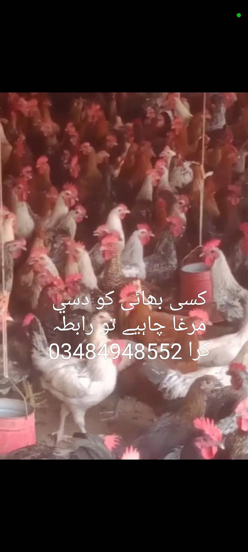 جس بھائی کو انڈا والی مرغی مرغا چوزا چاہیے تو رابطہ کریں 03484948552 2
