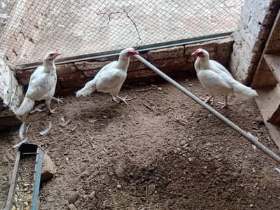 aseel hen for sale