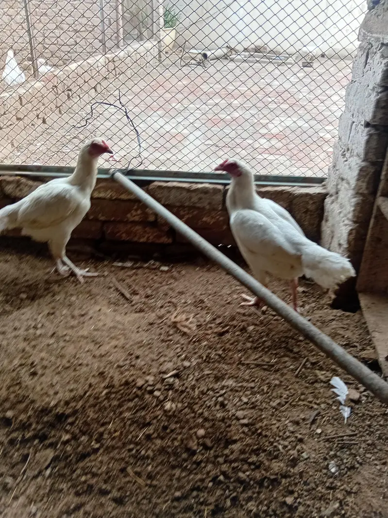 aseel hen for sale — photo 2