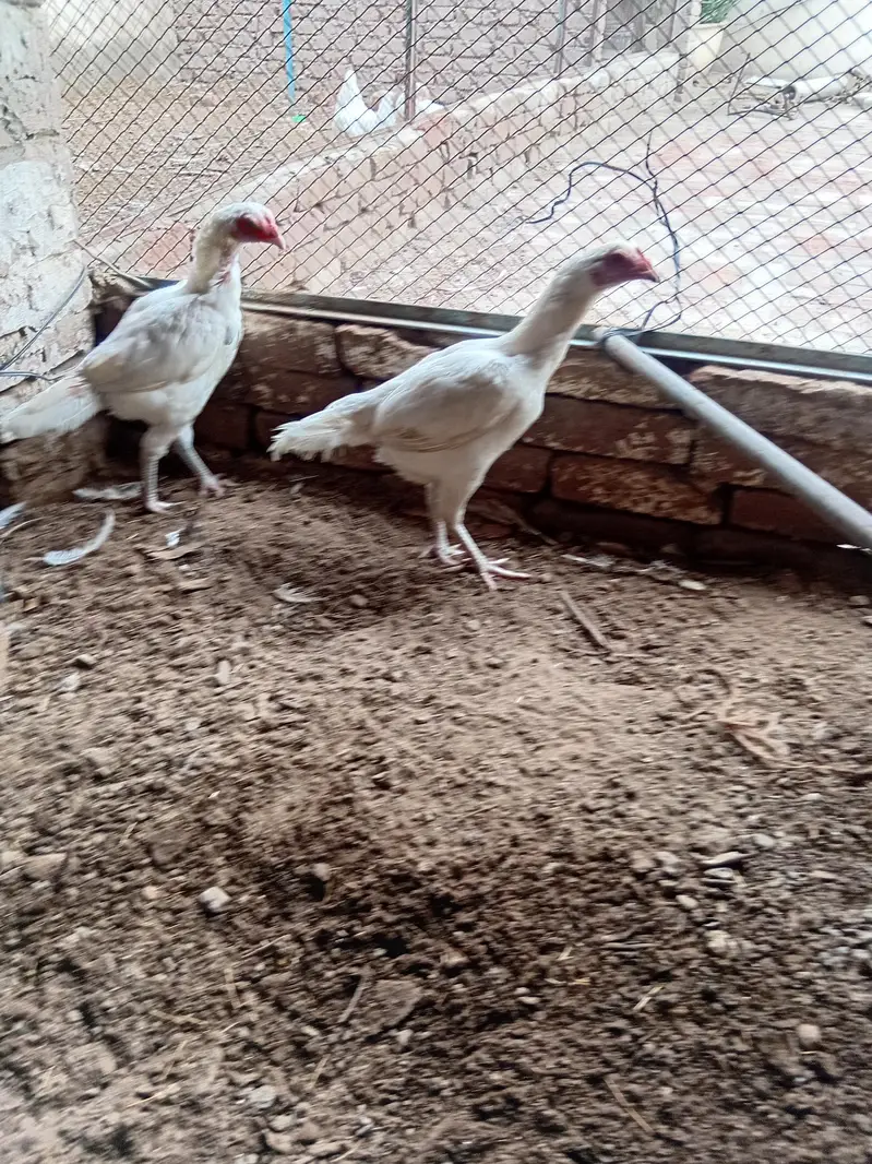 aseel hen for sale — photo 3