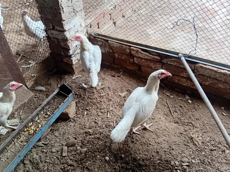 aseel hen for sale — photo 4