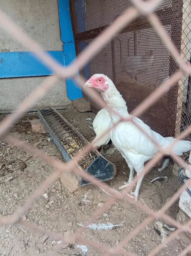 aseel hen for sale — photo 5