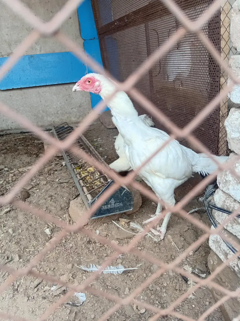 aseel hen for sale — photo 6