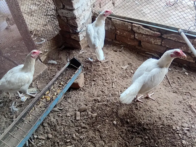 aseel hen for sale — photo 7