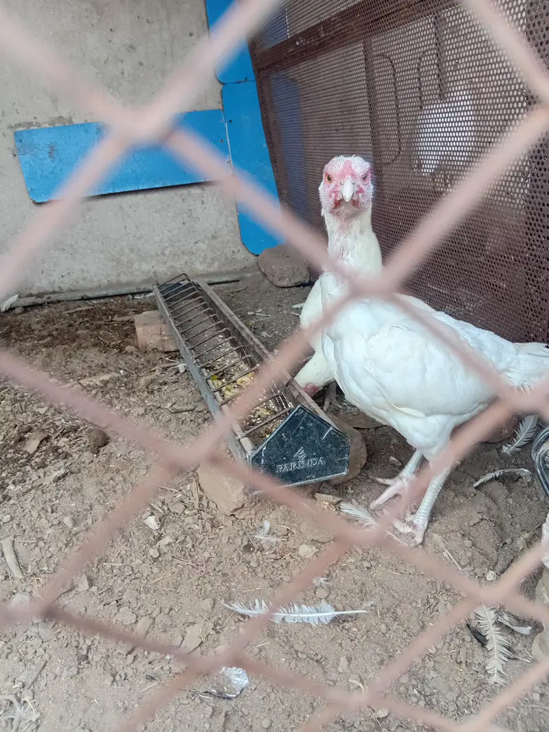 aseel hen for sale — photo 8