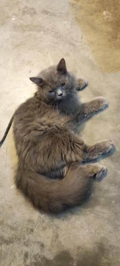 Persian Somky Grey Colour (Rare)