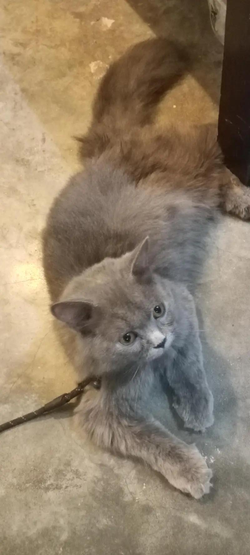 Persian Somky Grey Colour (Rare) — photo 2