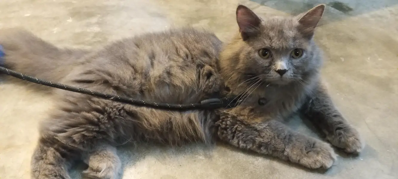 Persian Somky Grey Colour (Rare) — photo 3