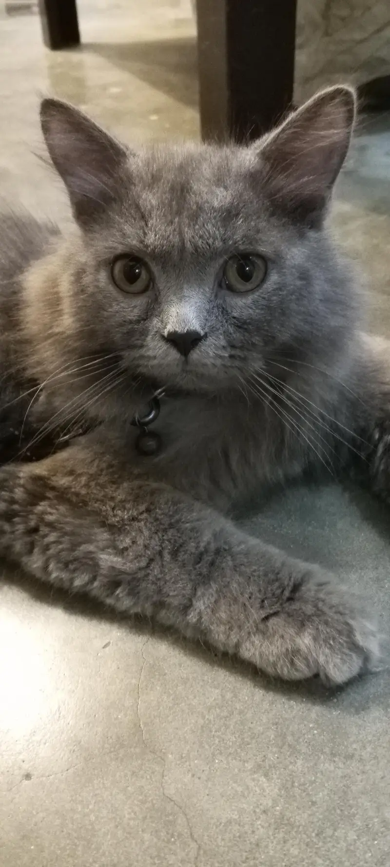 Persian Somky Grey Colour (Rare) — photo 4