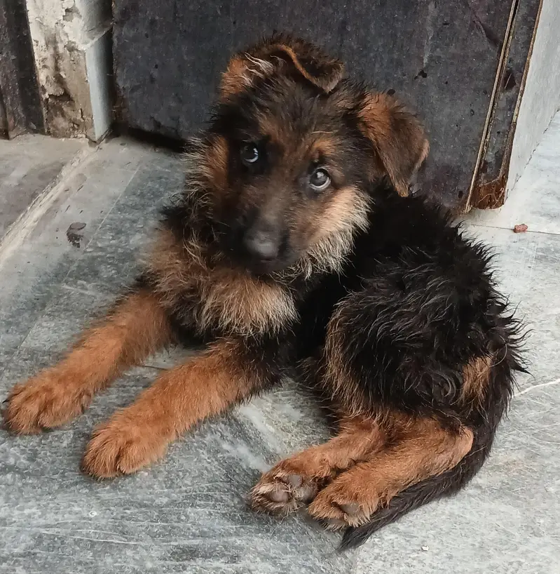 German Shepard puppy longcoat — photo 3