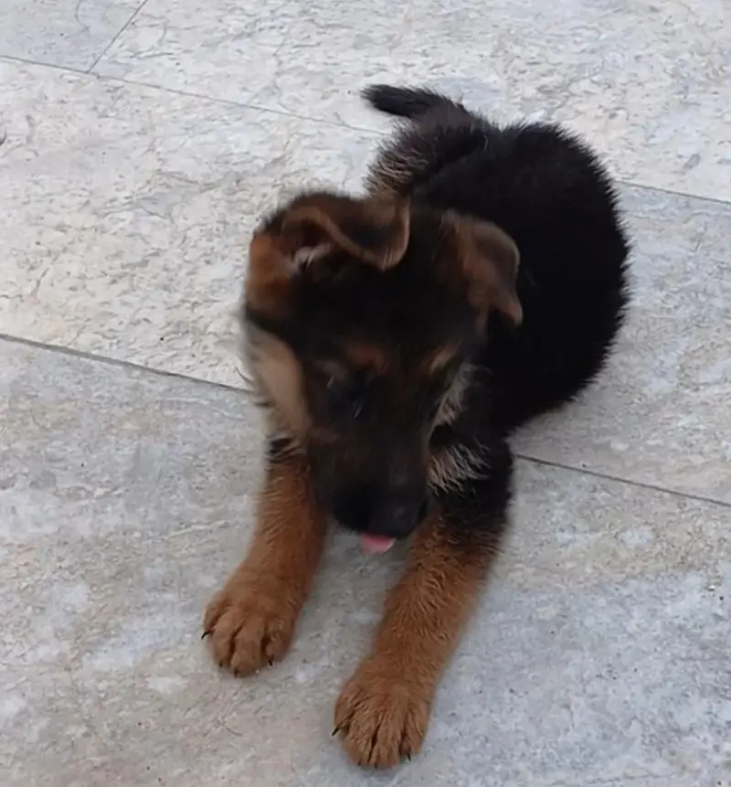 German Shepard puppy longcoat — photo 4
