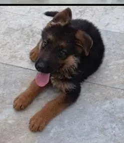 German Shepard puppy longcoat — photo 5