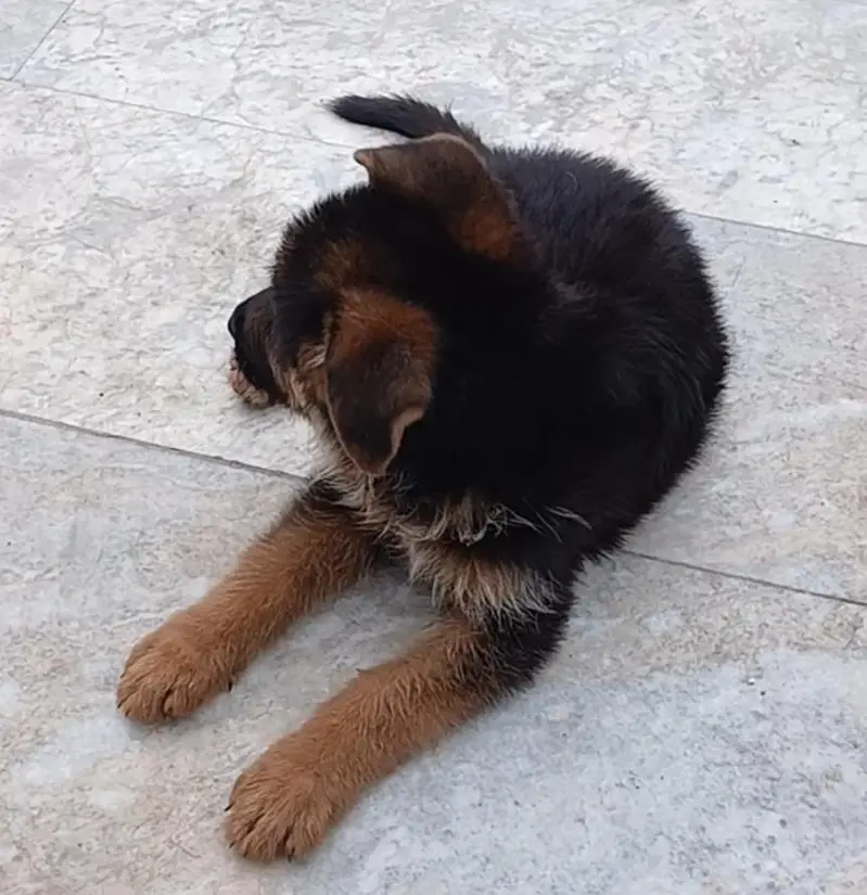 German Shepard puppy longcoat — photo 6