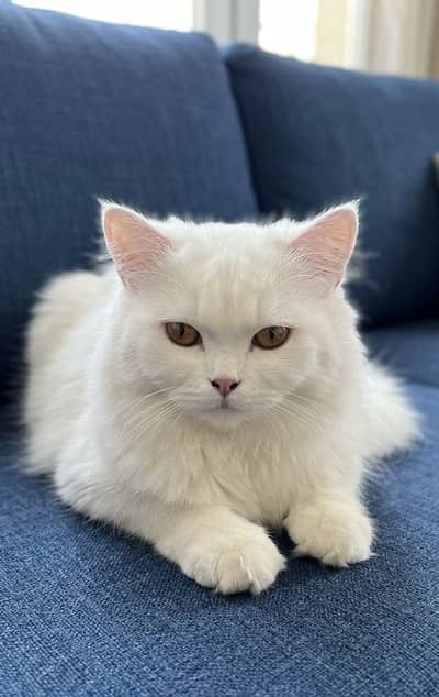Persian Cat Pure White (TOMMY).