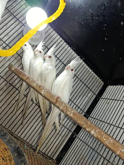 healthy and active white pair red eye cocktail 19 pair available