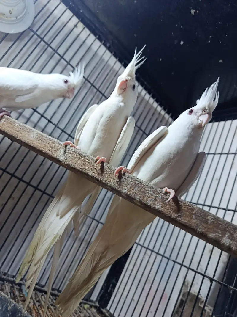healthy and active white pair red eye cocktail 19 pair available — photo 2