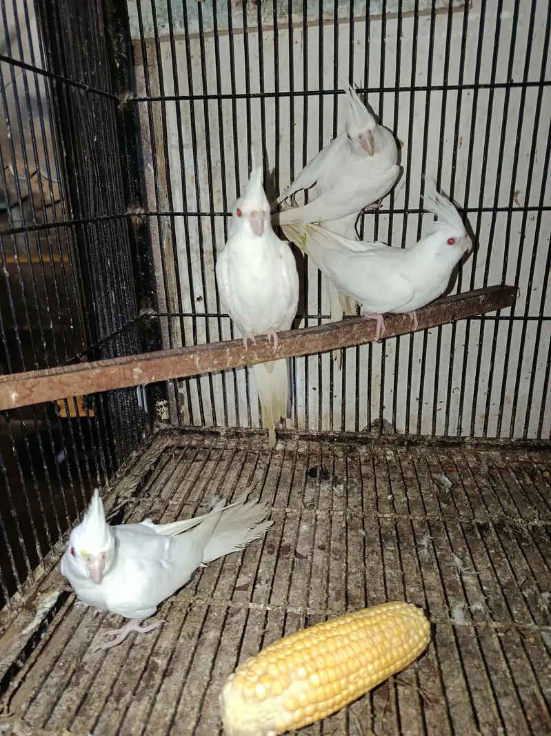 healthy and active white pair red eye cocktail 19 pair available — photo 3
