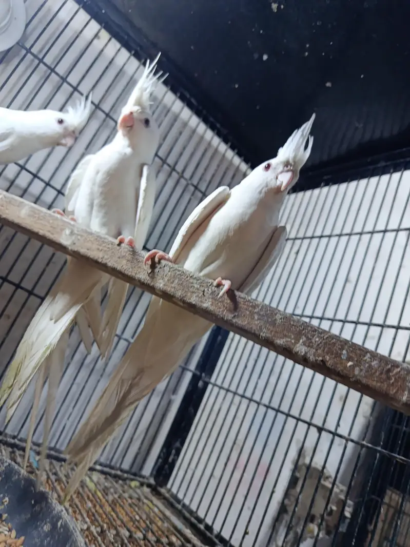 healthy and active white pair red eye cocktail 19 pair available — photo 4