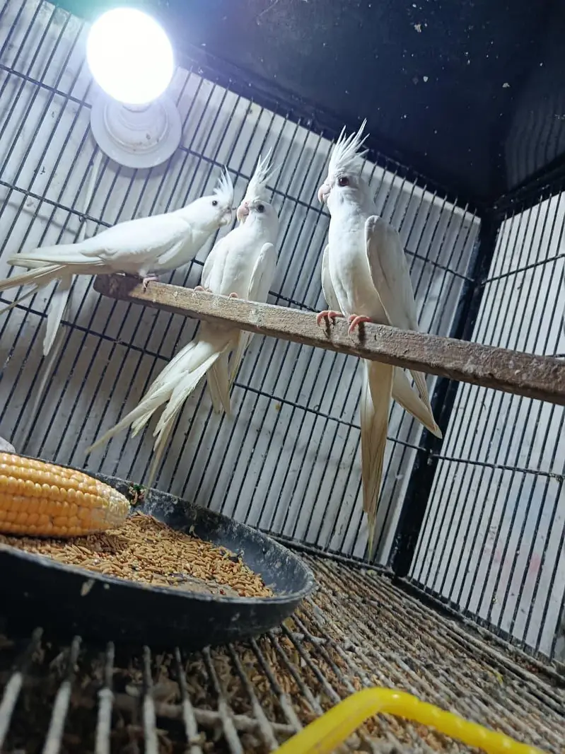healthy and active white pair red eye cocktail 19 pair available — photo 5