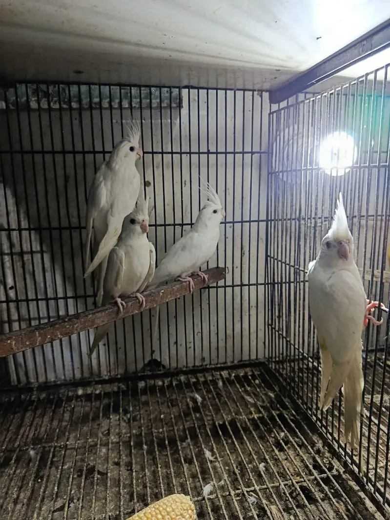 healthy and active white pair red eye cocktail 19 pair available — photo 6