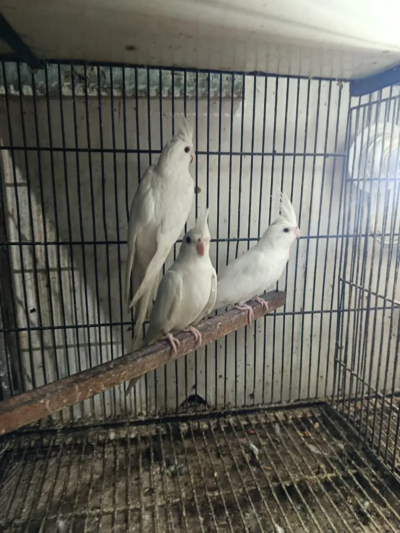 healthy and active white pair red eye cocktail 19 pair available — photo 7