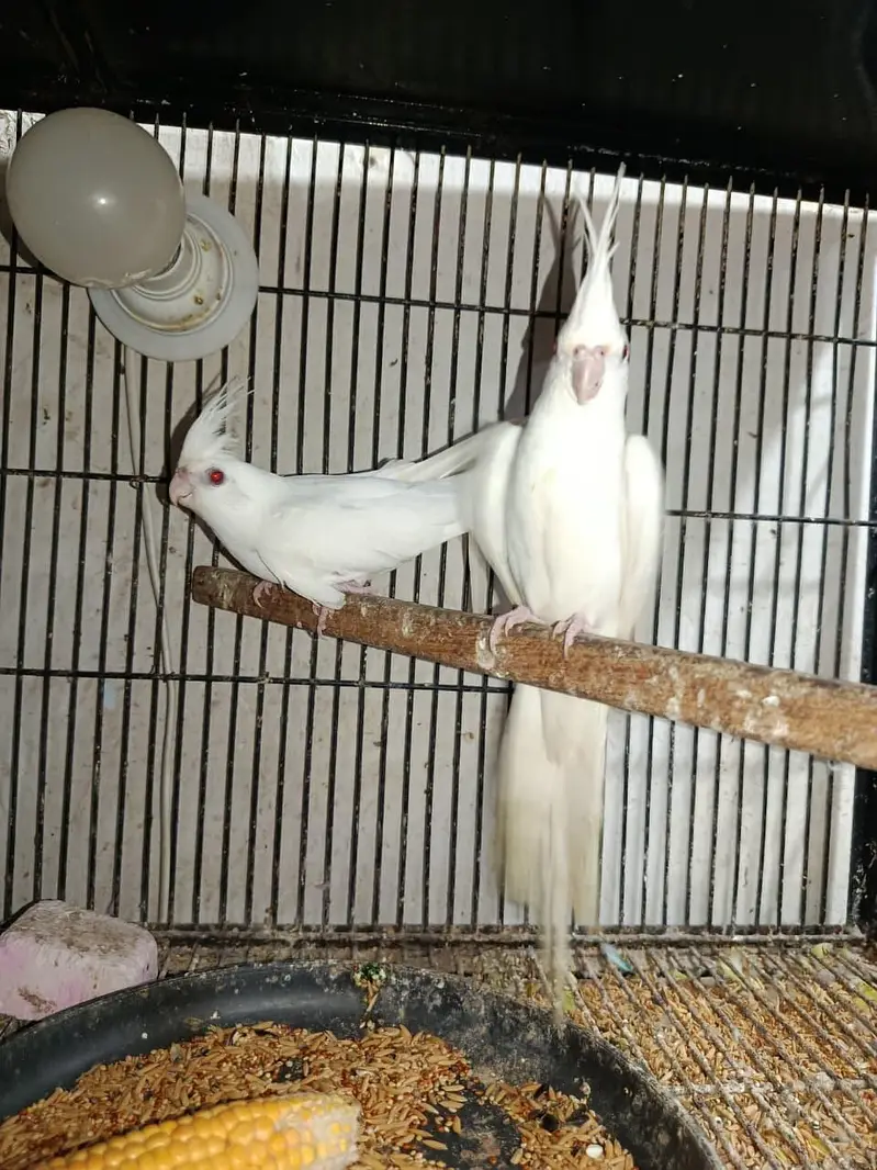 healthy and active white pair red eye cocktail 19 pair available — photo 8
