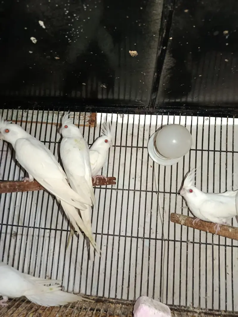 healthy and active white pair red eye cocktail 19 pair available — photo 9