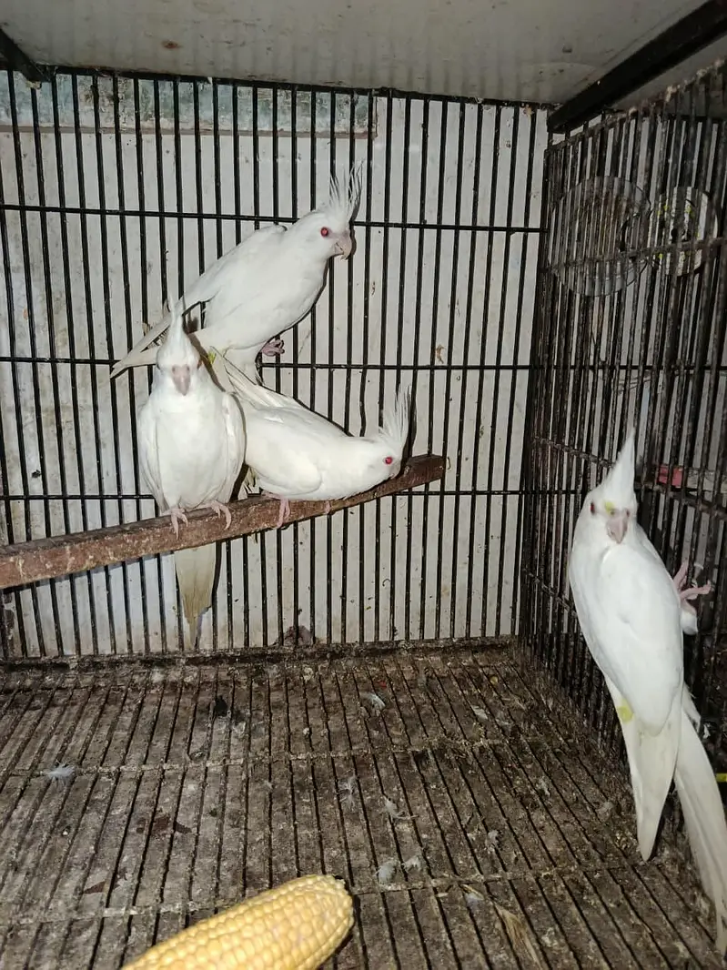 healthy and active white pair red eye cocktail 19 pair available — photo 10