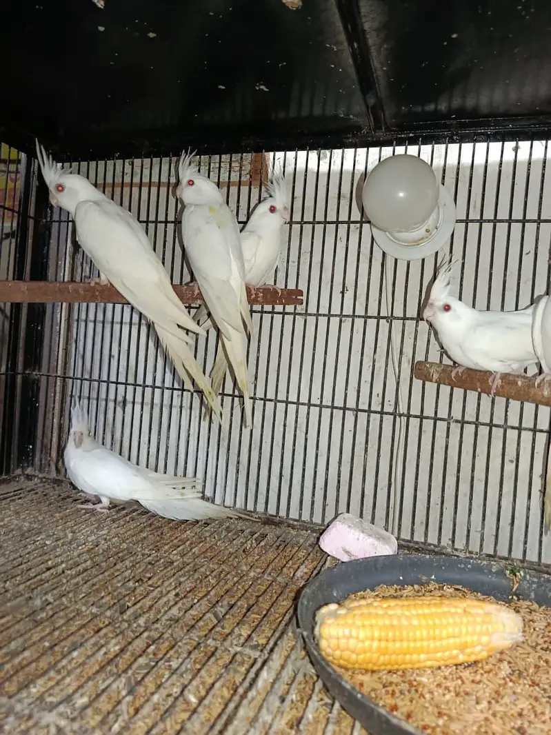 healthy and active white pair red eye cocktail 19 pair available — photo 11