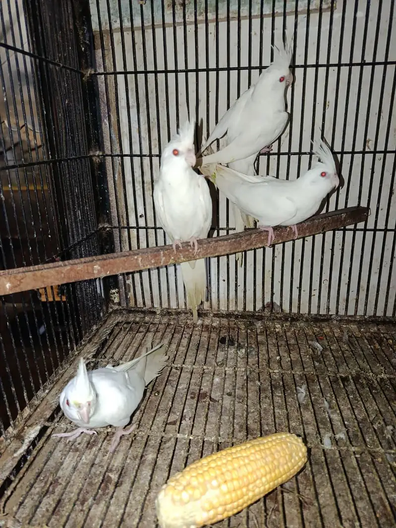 healthy and active white pair red eye cocktail 19 pair available — photo 12