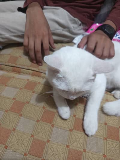 double cote cat white