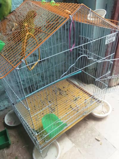 green birds