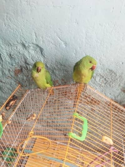 green birds