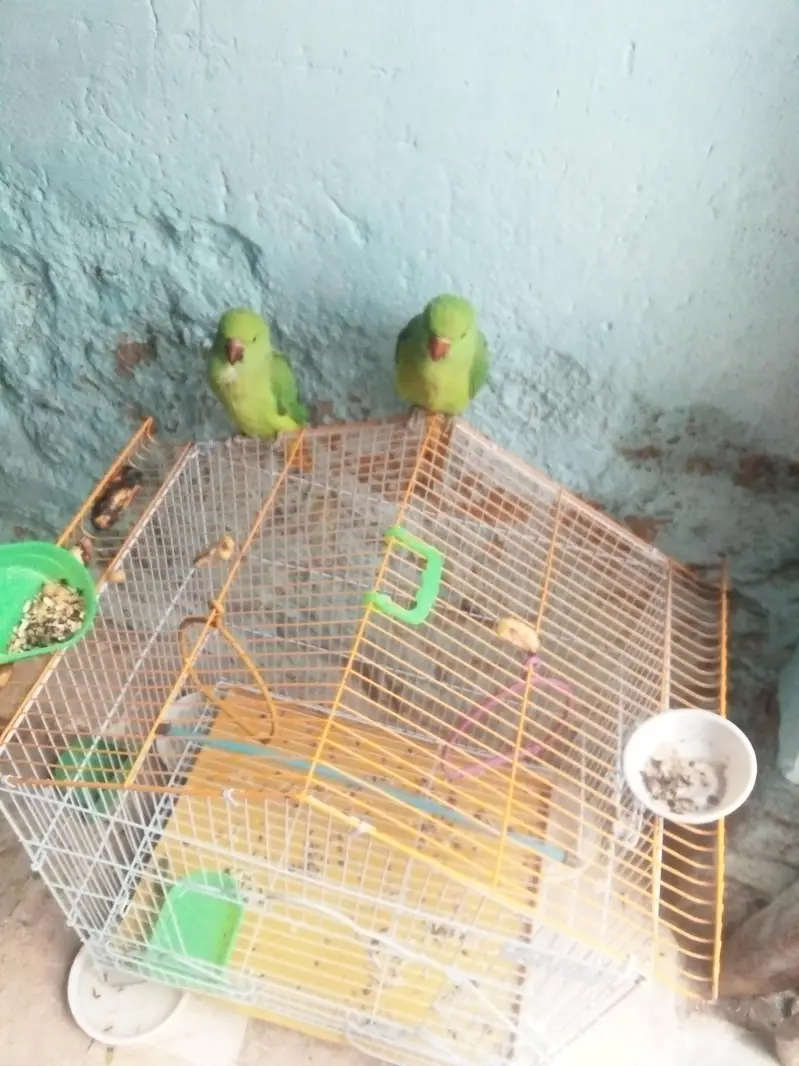 green birds — photo 2