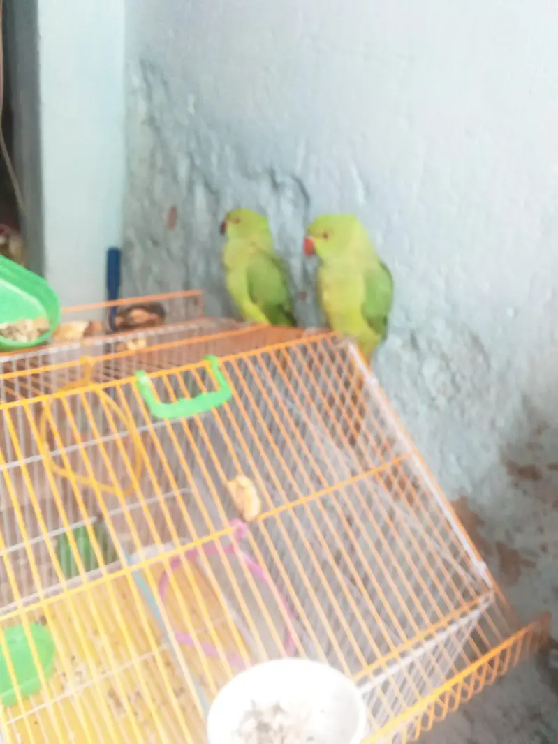 green birds — photo 3