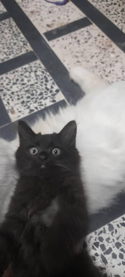 Persian kitten