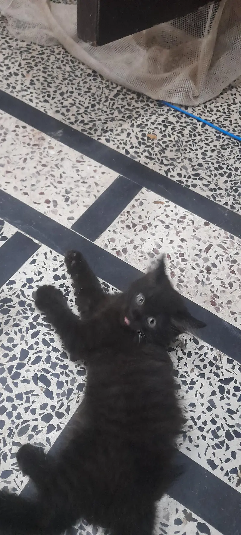 Persian kitten — photo 2