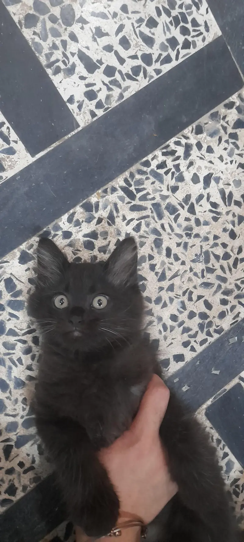Persian kitten — photo 3