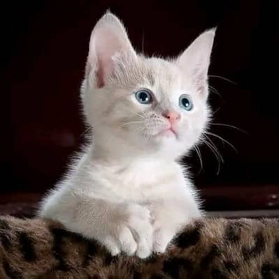 Cats | Persian | kittens |  Blue Eyes | O348O163O63 щatsap^⁠_⁠^
