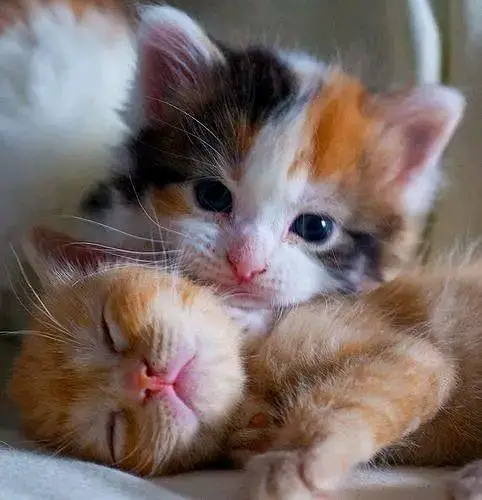 Cats | Persian | kittens |  Blue Eyes | O348O163O63 щatsap^⁠_⁠^ — photo 4