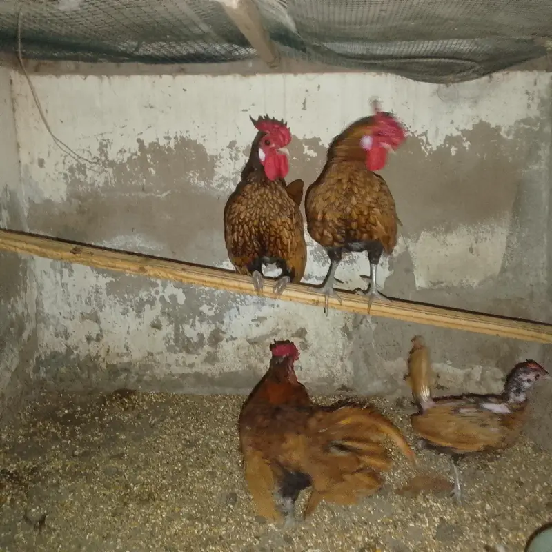 pure adult breed — photo 3