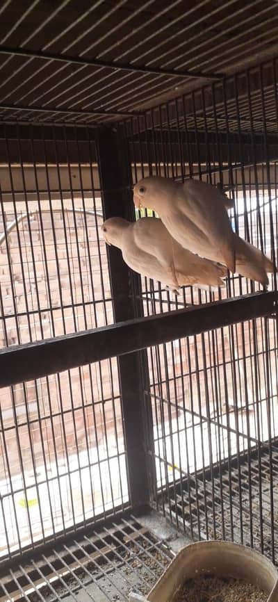breader pair,albino