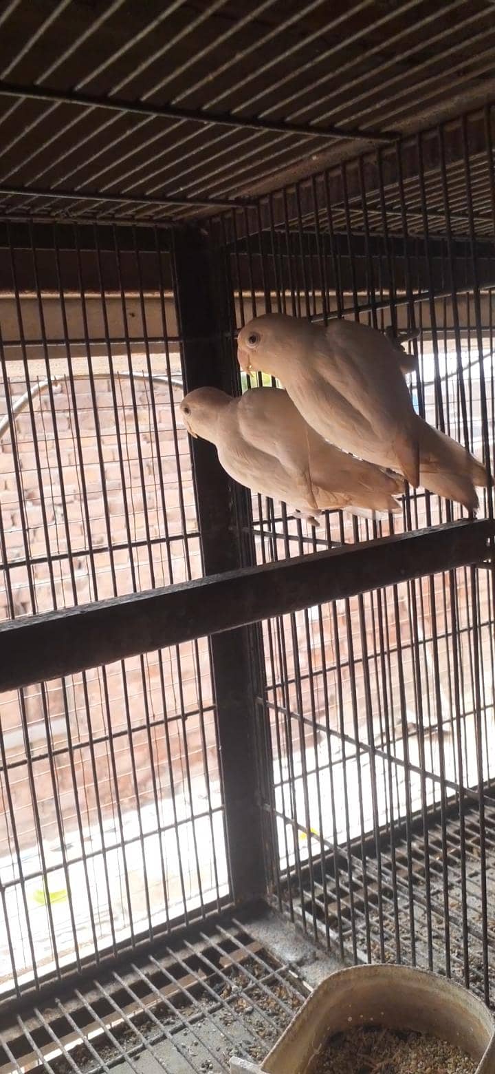 breader pair,albino 0
