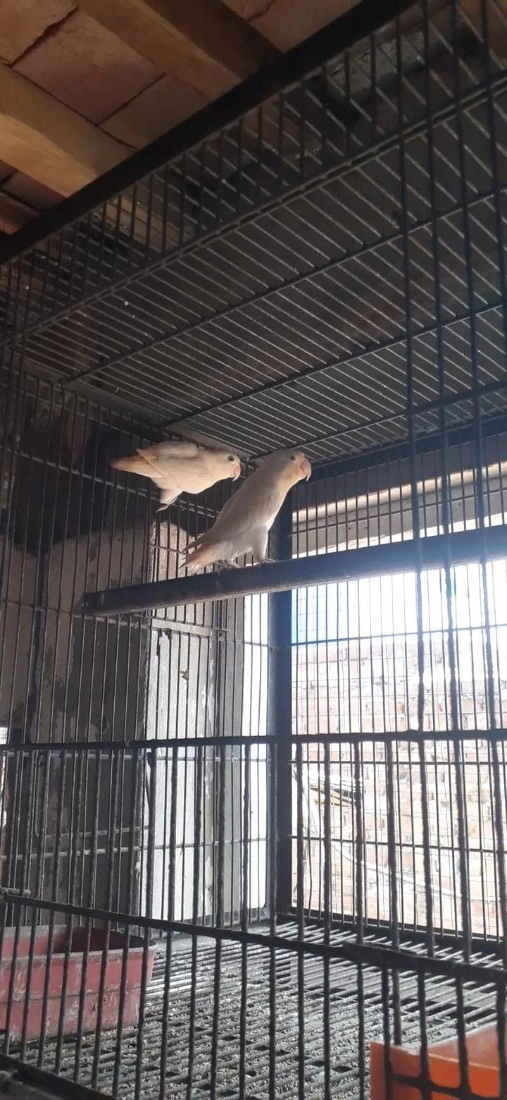 breader pair,albino 1