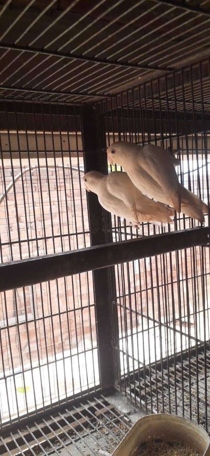 breader pair,albino 2