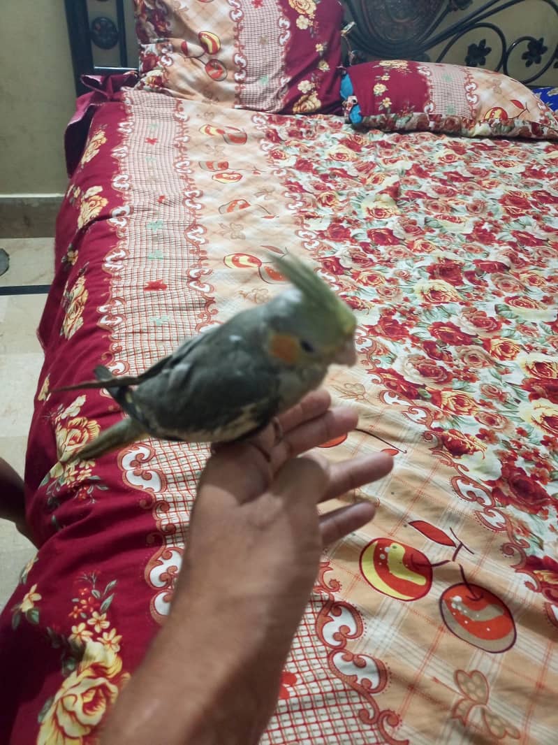 cocktail 0